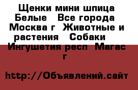 Щенки мини шпица Белые - Все города, Москва г. Животные и растения » Собаки   . Ингушетия респ.,Магас г.